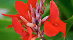 Botanisk hage