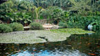 Dyreparadiset Loro Parque